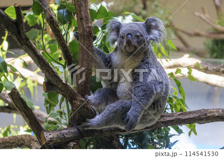 多摩動物公園 コアラ / Koala 114541530