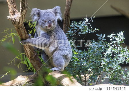 多摩動物公園 コアラ / Koala 114541545
