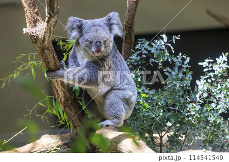 多摩動物公園 コアラ / Koala 多摩動物公園 コアラ / Koala 114541549
