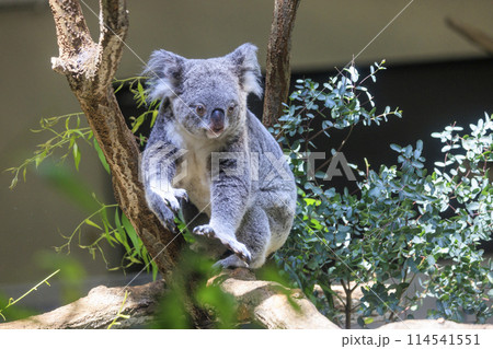 多摩動物公園 コアラ / Koala 114541551