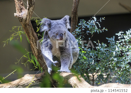 多摩動物公園 コアラ / Koala 多摩動物公園 コアラ / Koala 114541552
