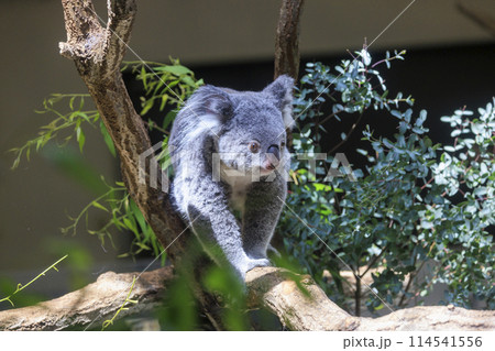 多摩動物公園 コアラ / Koalaの写真素材 [114541556] - PIXTA