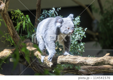 多摩動物公園 コアラ / Koala 114541570