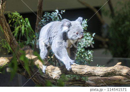 多摩動物公園 コアラ / Koala 114541571