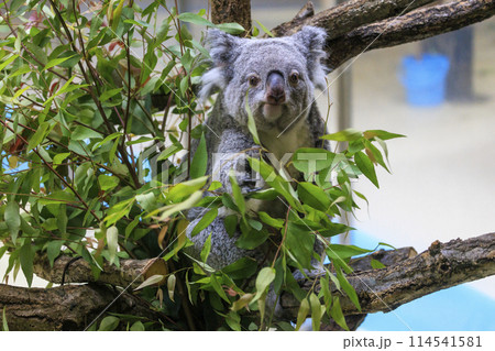 多摩動物公園 コアラ / Koala 114541581