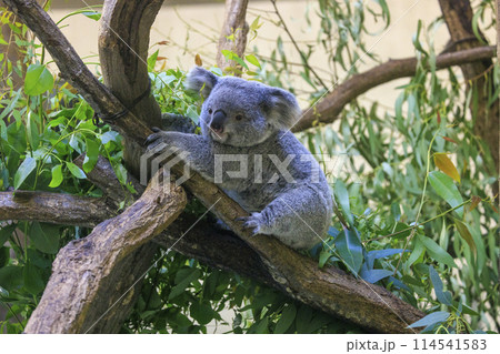 多摩動物公園 コアラ / Koala 多摩動物公園 コアラ / Koala 114541583