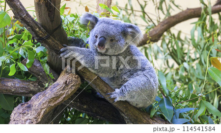 多摩動物公園 コアラ / Koala 114541584