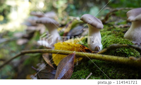 キノコ キノコ 114541721