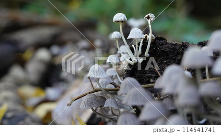 キノコ 114541741