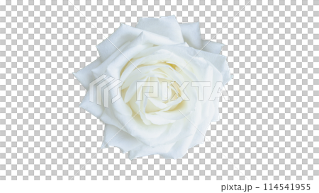 白いバラの花　切り抜き　1　アップ　俯瞰　 114541955