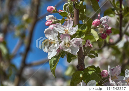 White flowers bloom on an apple tree branch in spring. White flowers bloom on an apple tree branch in spring. 114542227