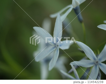 5月に咲いた青い丁字草(チョウジソウ)の花 5月に咲いた青い丁字草(チョウジソウ)の花 114542239