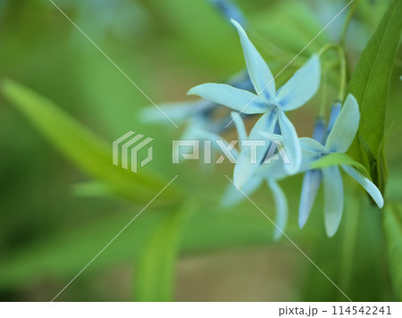 5月に咲いた青い丁字草(チョウジソウ)の花 5月に咲いた青い丁字草(チョウジソウ)の花 114542241
