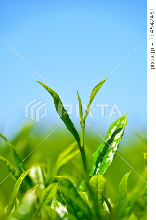 一芯二葉 114542481