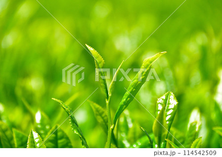 一芯二葉 一芯二葉 114542509