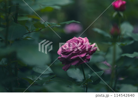 木陰のバラの花 114542640