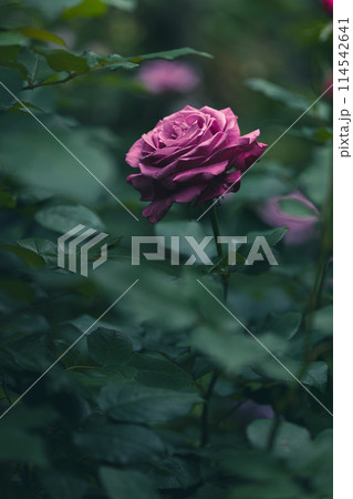 木陰のバラの花 木陰のバラの花 114542641