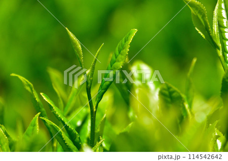一芯二葉 一芯二葉 114542642