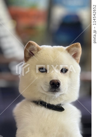 見つめる柴犬 見つめる柴犬 114542652