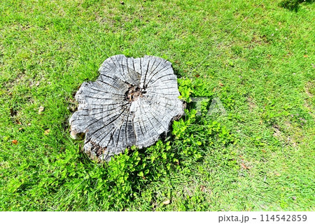 切り株 切り株 114542859