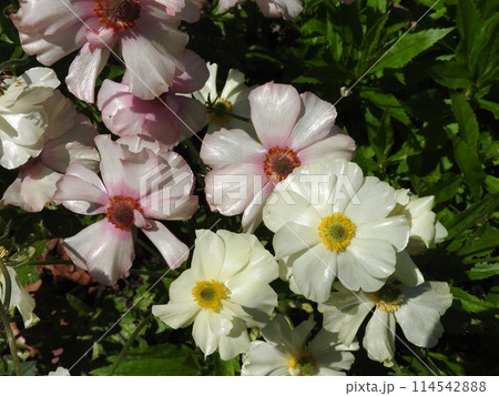 花びらに光沢のある「ラナンキュラス ラックス」 花びらに光沢のある「ラナンキュラス ラックス」 114542888