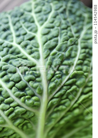 低農薬栽培のちりめんキャベツ　新鮮生野菜 114542988