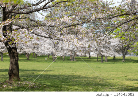 桜咲く春の公園の風景 桜咲く春の公園の風景 114543002
