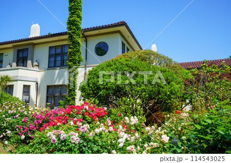 （神奈川県）満開のバラが美しい・港の見える丘公園 114543025