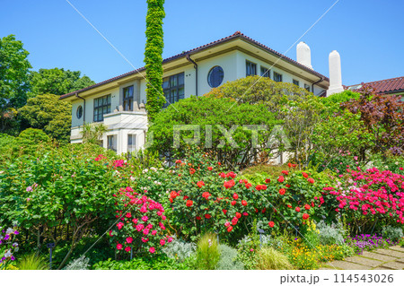 （神奈川県）満開のバラが美しい・港の見える丘公園 114543026