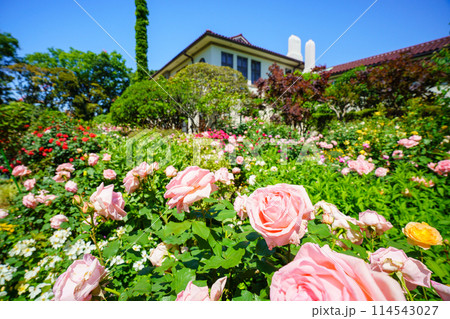 （神奈川県）満開のバラが美しい・港の見える丘公園 114543027