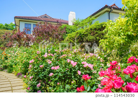 (神奈川県)満開のバラが美しい・港の見える丘公園 (神奈川県)満開のバラが美しい・港の見える丘公園 114543030
