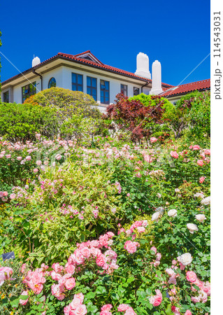 （神奈川県）満開のバラが美しい・港の見える丘公園 114543031
