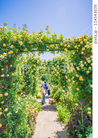 （神奈川県）満開のバラが美しい・港の見える丘公園 114543039