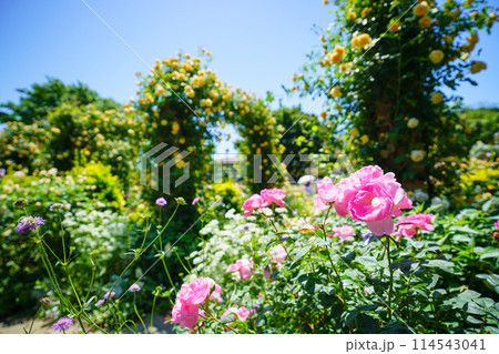 (神奈川県)満開のバラが美しい・港の見える丘公園 (神奈川県)満開のバラが美しい・港の見える丘公園 114543041