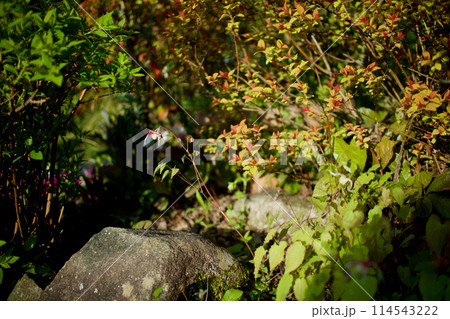 「楊貴妃」という名のイカリソウ。錨草の花言葉は「あなたを離さない」。濃い情愛を思わせる。 「楊貴妃」という名のイカリソウ。錨草の花言葉は「あなたを離さない」。濃い情愛を思わせる。 114543222