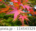 紅葉アップ 114543329