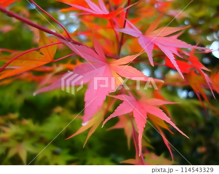 紅葉アップ 紅葉アップ 114543329