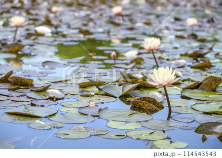スイレンの花 イメージ スイレンの花 イメージ 114543543