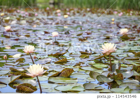 スイレンの花 イメージ スイレンの花 イメージ 114543546