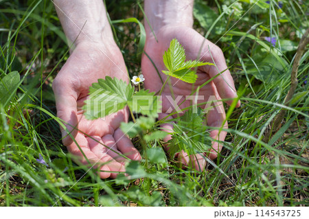 Male hands with a young sprout of strawberry. 114543725