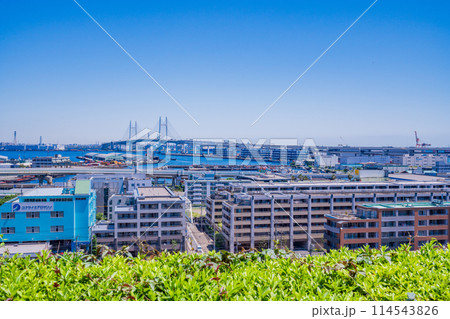 （神奈川県）新緑の港の見える丘公園から眺める横浜ベイブリッジ 114543826