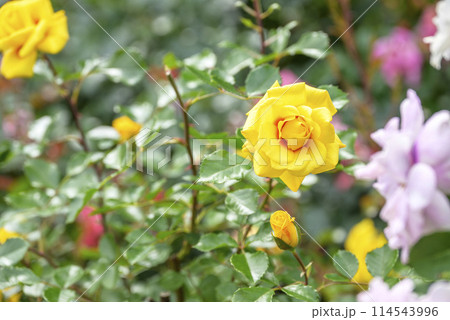 黄色いバラ バラ園 お花 初夏 イメージ 114543996