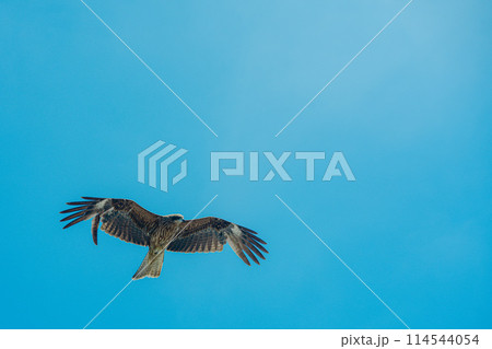 初島で見つけた幸せの青い鳥 114544054