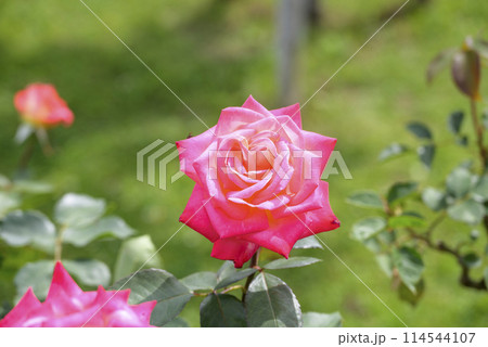 ピンクのバラ バラ園 初夏 花素材 ピンクのバラ バラ園 初夏 花素材 114544107