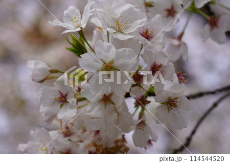 桜(ソメイヨシノ) 桜(ソメイヨシノ) 114544520