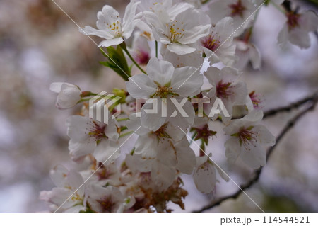 桜(ソメイヨシノ) 桜(ソメイヨシノ) 114544521