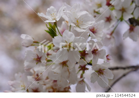 桜(ソメイヨシノ) 桜(ソメイヨシノ) 114544524