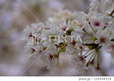 桜（ソメイヨシノ） 114544529