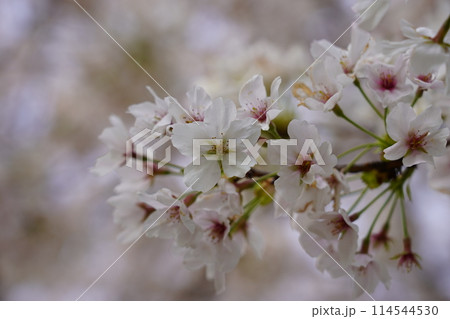 桜(ソメイヨシノ) 桜(ソメイヨシノ) 114544530
