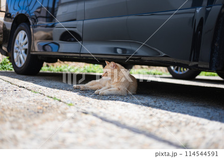 漁港に住むねこ 114544591